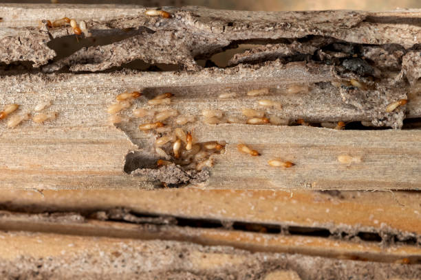 Best Best Pest Control Companies  in Harrington, DE